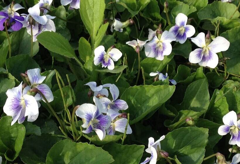 Bed and Breakfast Onsen Pension Hanasakiyama