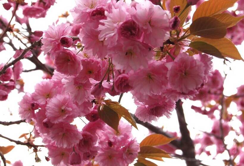 Bed and Breakfast Onsen Pension Hanasakiyama