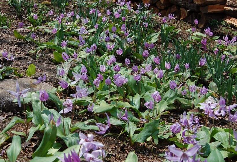 Bed and Breakfast Onsen Pension Hanasakiyama