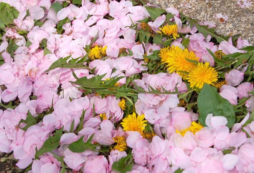 Bed and Breakfast Onsen Pension Hanasakiyama