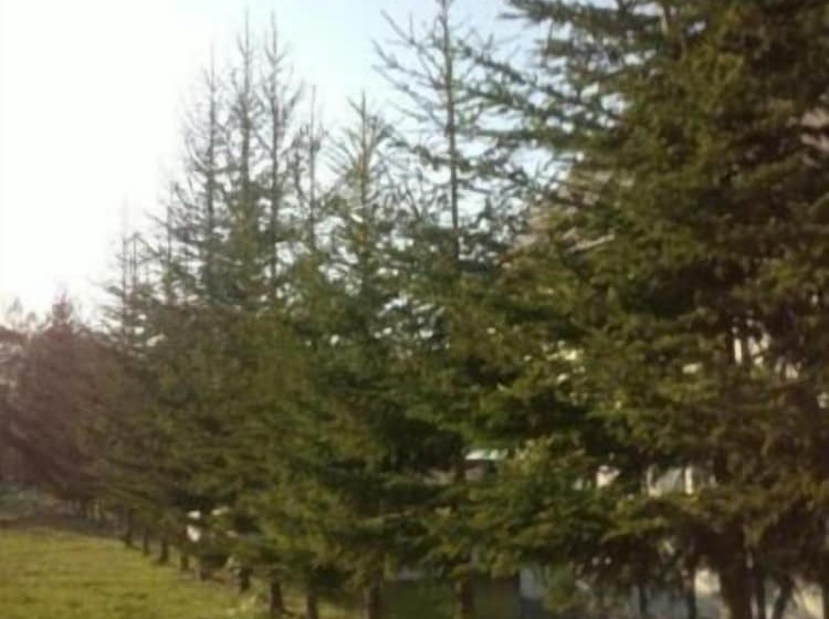 Petit Hotel Gracey Tomamu