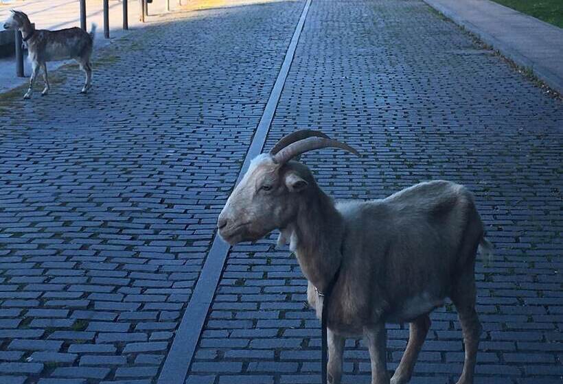 Albergue De Peregrinos La Bilbaina   Hostel