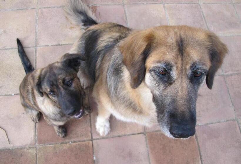 مبيت وإفطار Can Vila