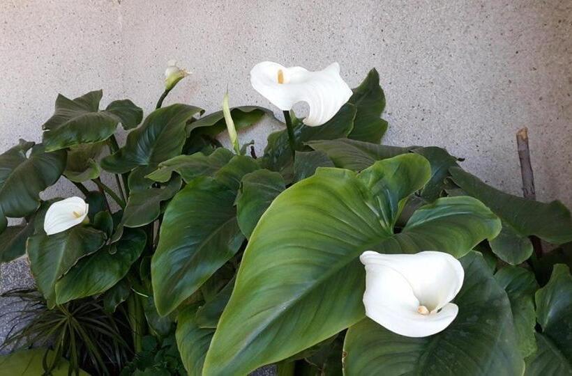 酒店 Condes De Buñol