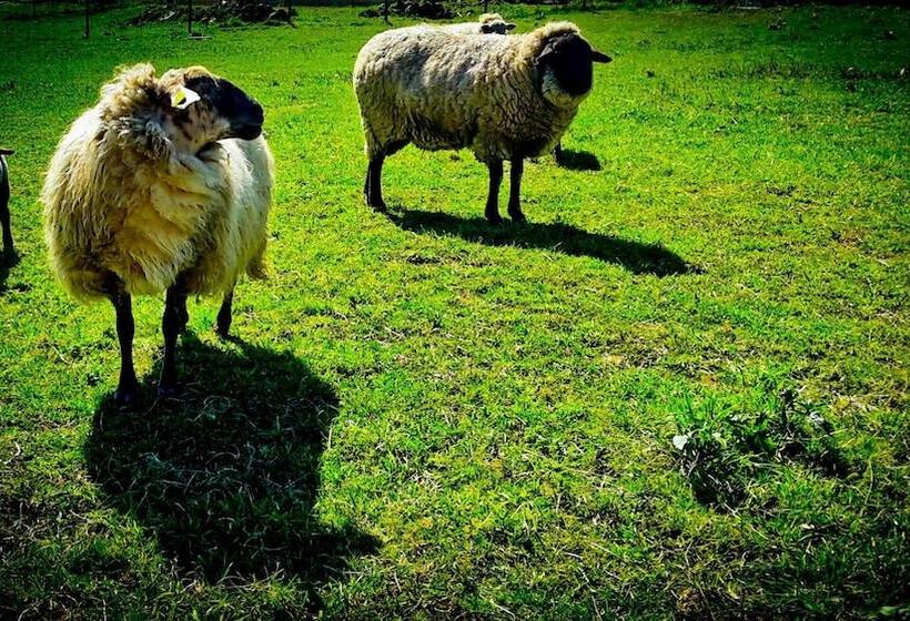 Surftolive House Hostel