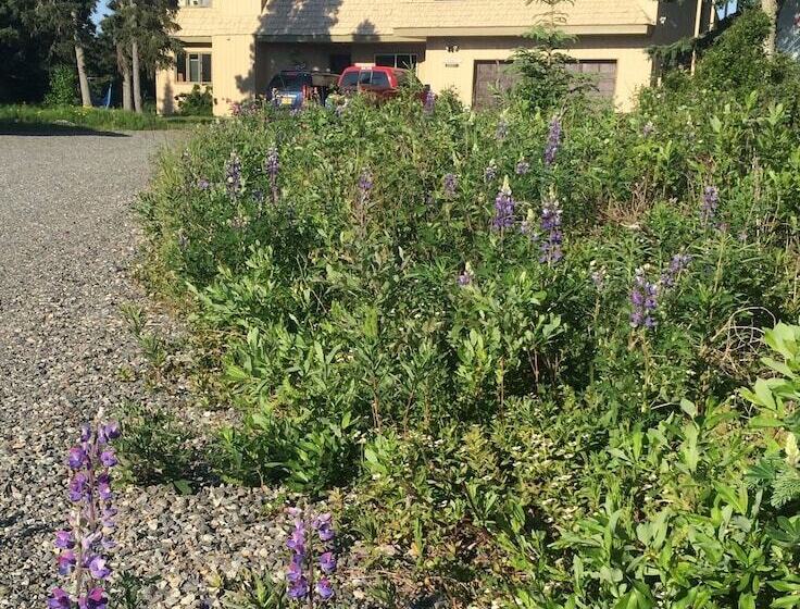 تختخواب و صبحانه Ocean View Inn Kenai