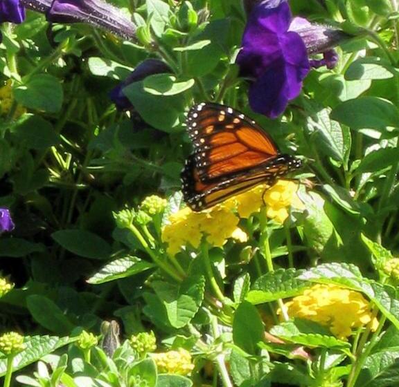 فندق Atlantis Oceanfront Inn Gloucester