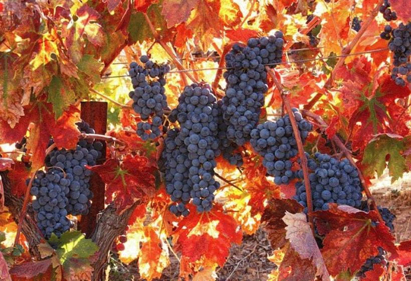 민박 Sirena Vineyard Resort