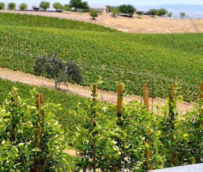 민박 Sirena Vineyard Resort