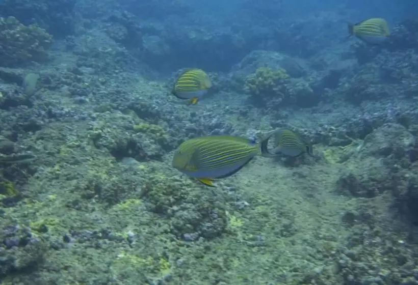 Retkeilymaja Nyang Ebay Surf Camp