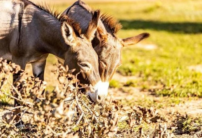Stunning 1 Bed Glamping Tent In Cleveland