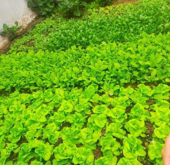 هتل Lá Giang Garden