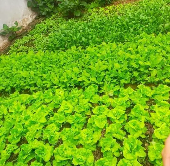هتل Lá Giang Garden