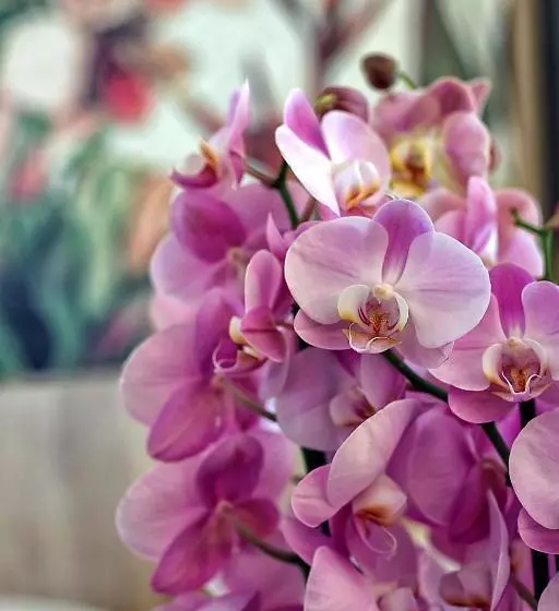 ホテル Orchidea