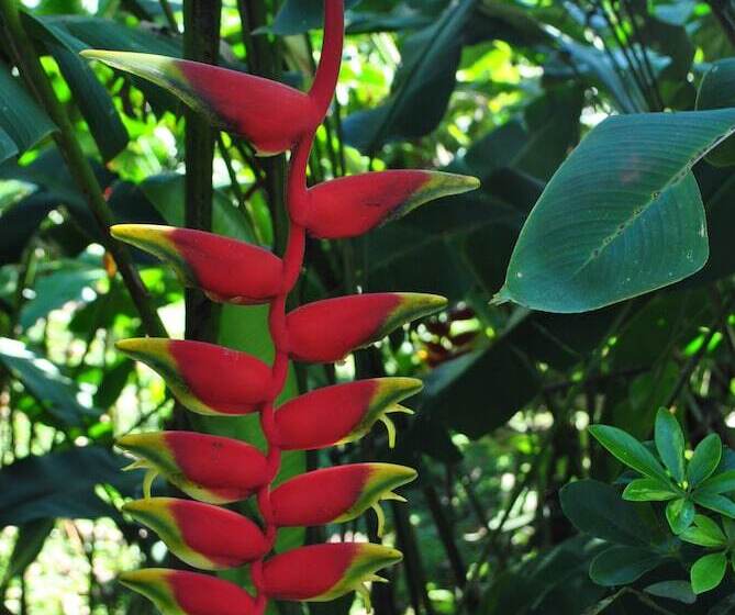 Отель Orquideas Boutique