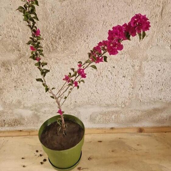 تختخواب و صبحانه King Solomon Palace