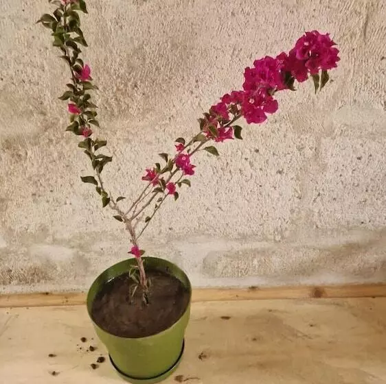 ベッドアンドブレックファースト King Solomon Palace