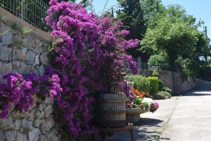 B&b Il Grappolo