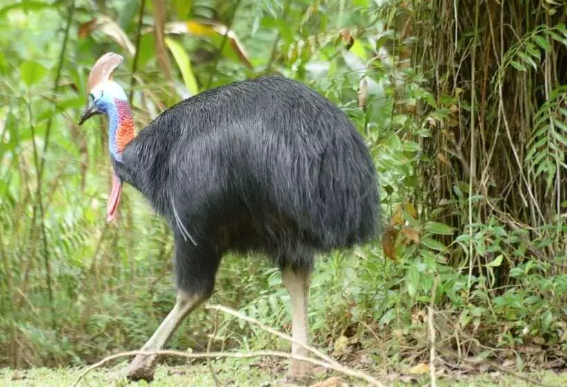 Aamiaismajoitus (B&B) Cape Trib Farm