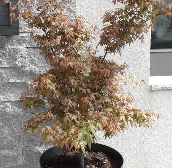 בית מלון כפרי Zum Tiroler Adler