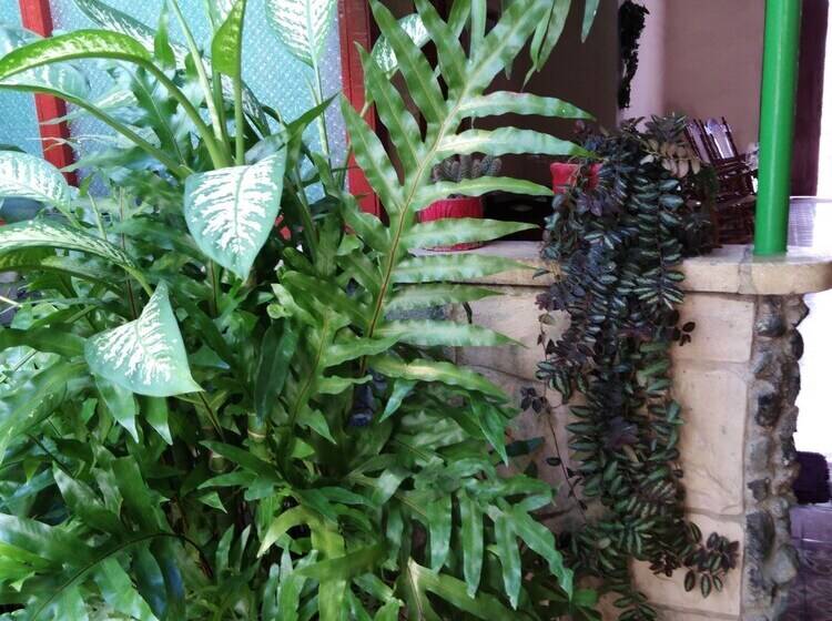 تختخواب و صبحانه Hostal La Esmeralda