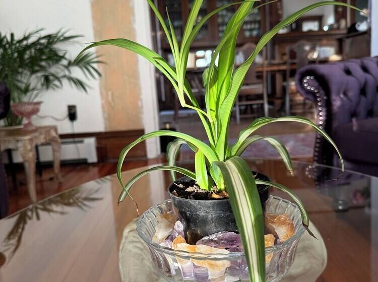 צימר The Boho Buffalo Inn