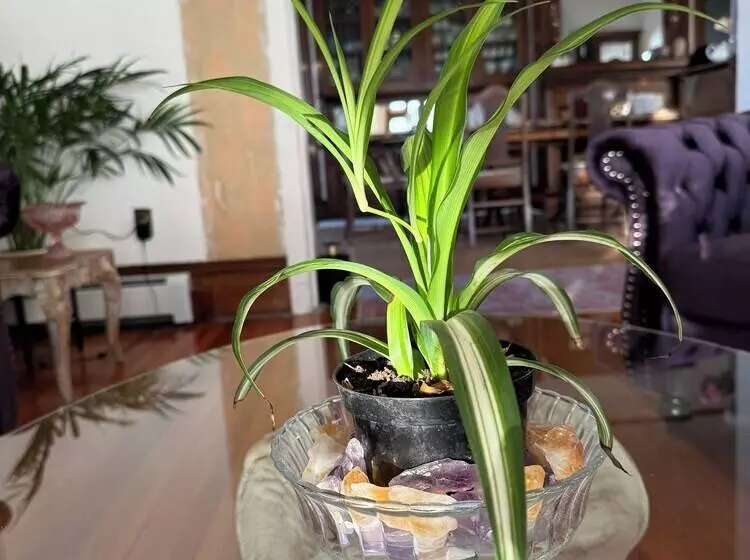 Aamiaismajoitus (B&B) The Boho Buffalo Inn