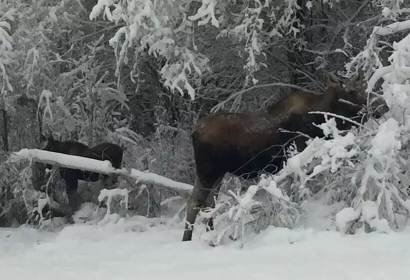 Aamiaismajoitus (B&B) Alaska Grizzly Lodge
