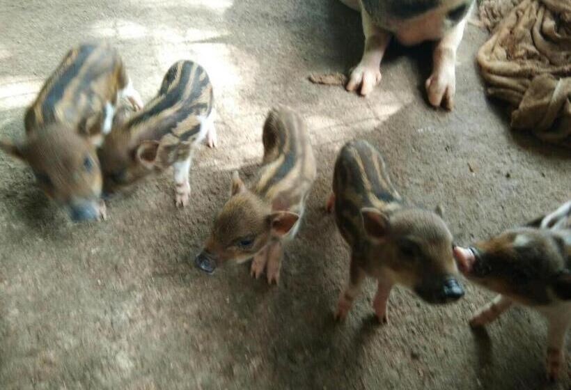 Отель Phang Nga Farmstay