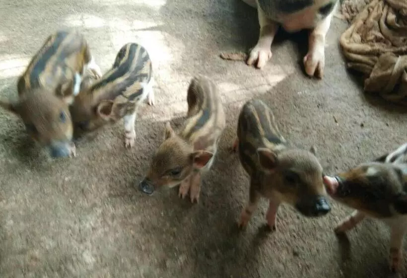 Hotelli Phang Nga Farmstay