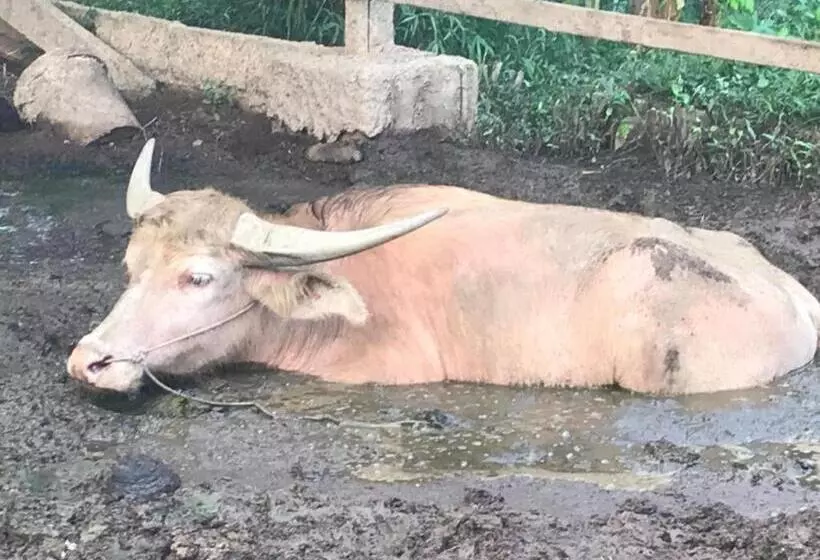 Hotelli Phang Nga Farmstay