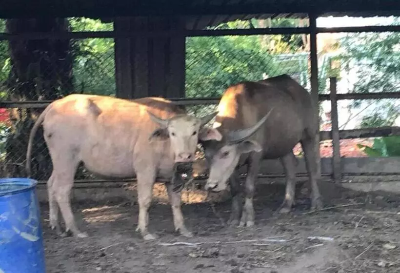 Hotelli Phang Nga Farmstay