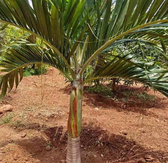 ホテル Saanvi Farmhouse