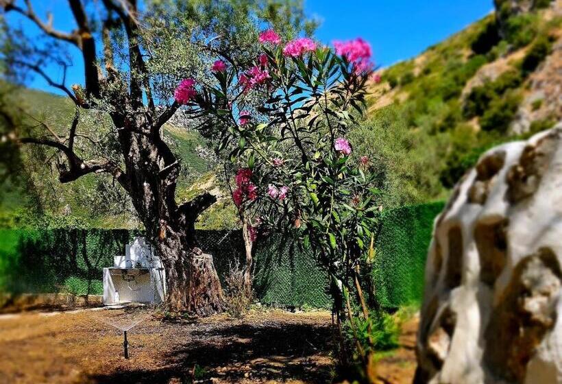 پانسیون Lemon House Borsh