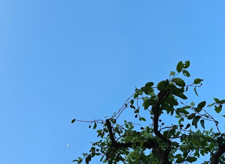 پانسیون Lemon House Borsh