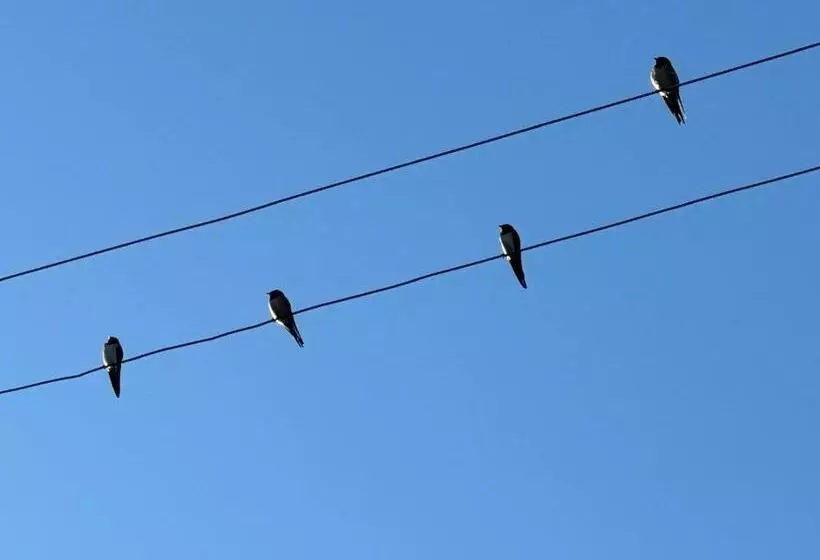 Aamiaismajoitus (B&B) Trulli Oiseaux Migrateurs