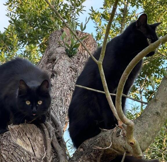 민박 Trulli Oiseaux Migrateurs