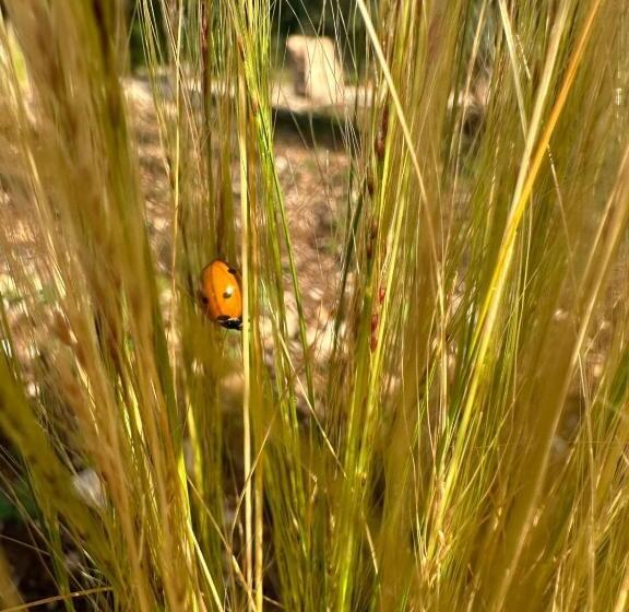 민박 Trulli Oiseaux Migrateurs