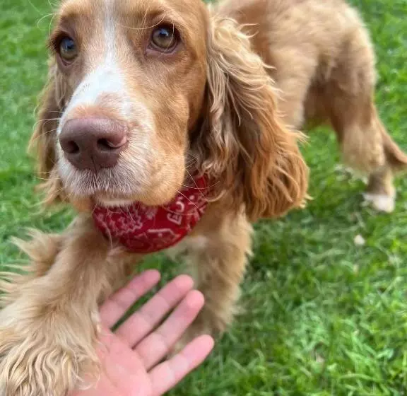 Gaman Hotel Glamping