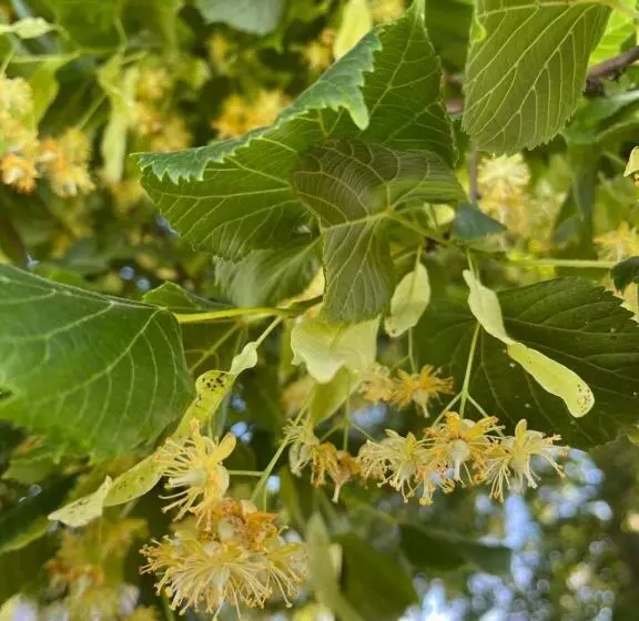 ペンション Hózhó Tempo   Sous Les Pins, Bed & Breakfast écofriendly & Slowlife Avec Sauna