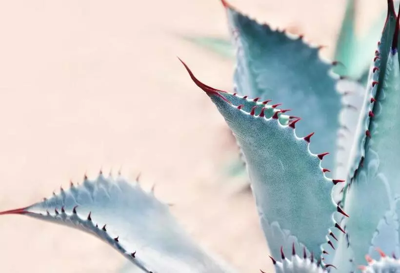 Bikini Island & Mountain Hotel Es Trenc  Adults Only