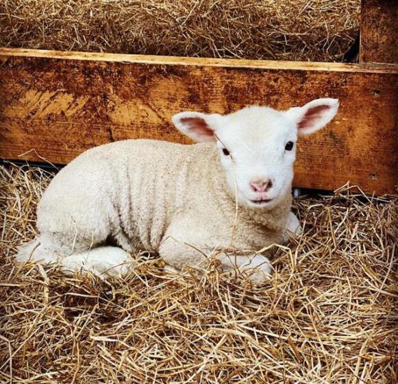 Budget Hotel Koogerend