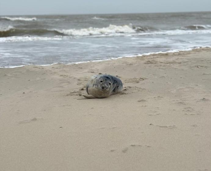 Budget Hotel Koogerend