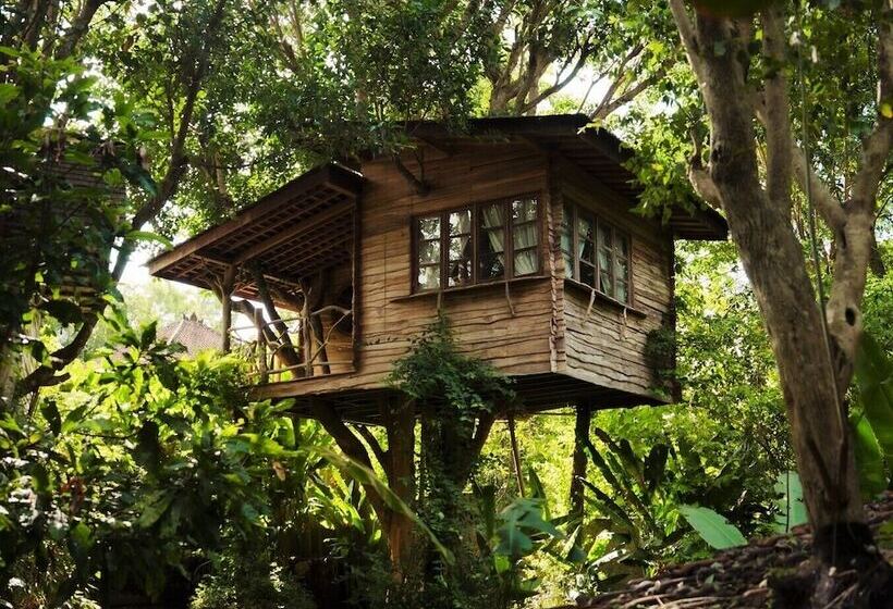 酒店 Roots Tree House