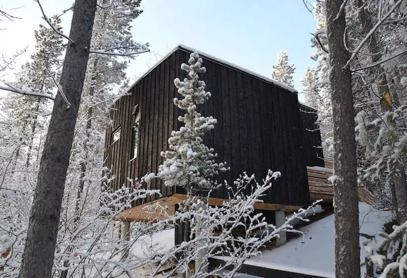 Yukon Black Spruce
