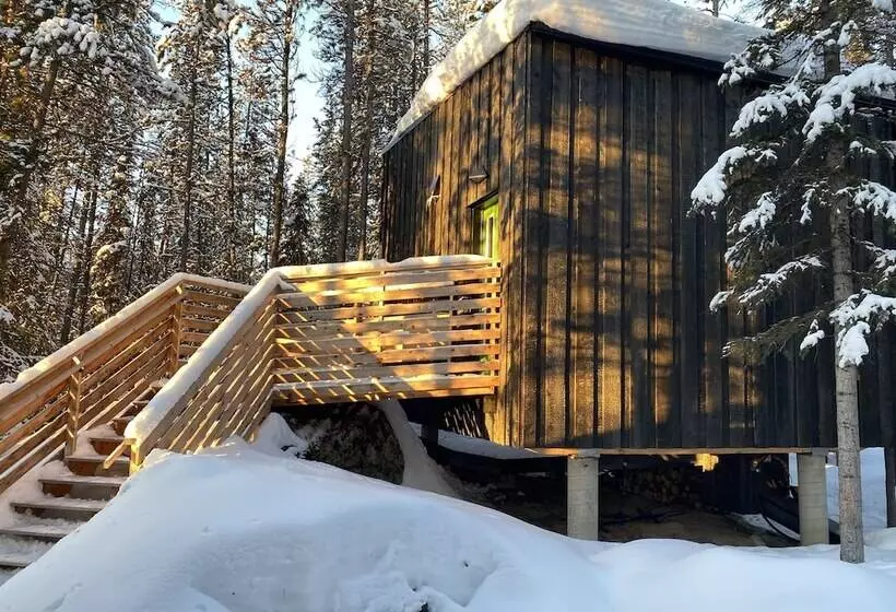 Yukon Black Spruce
