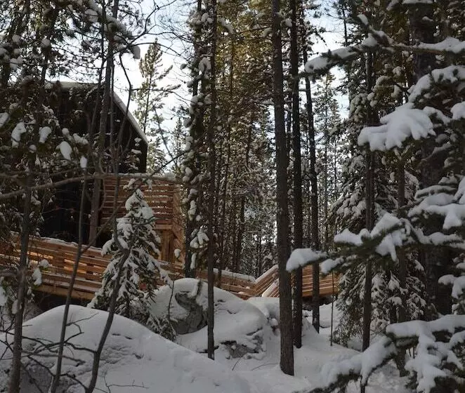 Yukon Black Spruce