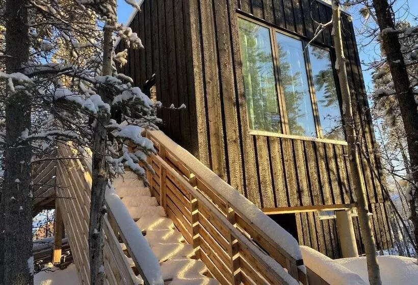 Yukon Black Spruce