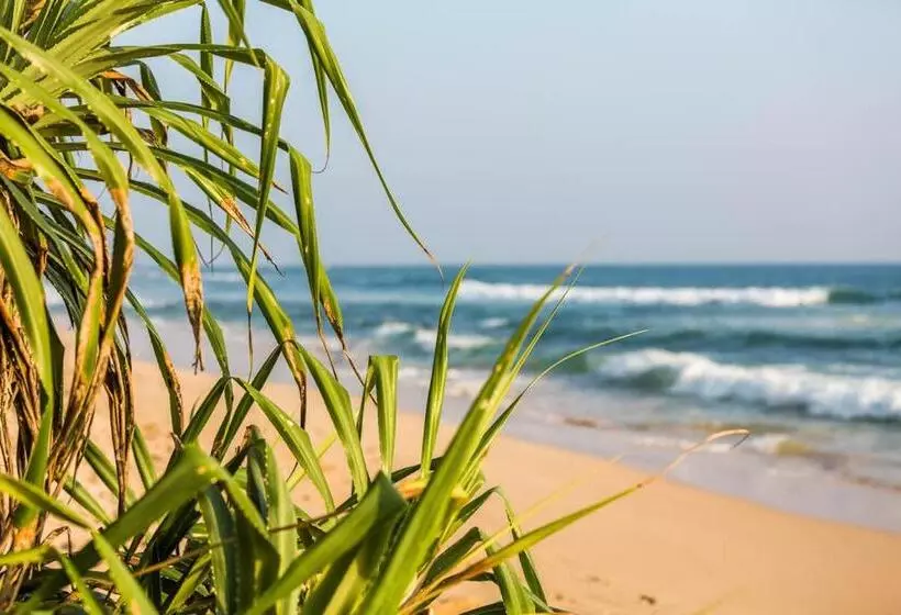 ベッドアンドブレックファースト Cocoplant Surf Inn
