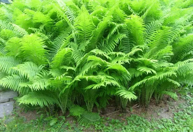 ホテル Li Mäntylinna